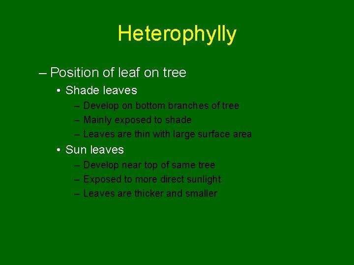Heterophylly – Position of leaf on tree • Shade leaves – Develop on bottom