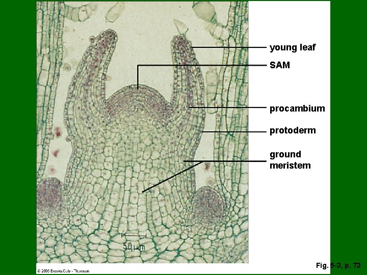 young leaf SAM procambium protoderm ground meristem Fig. 5 -3, p. 73 