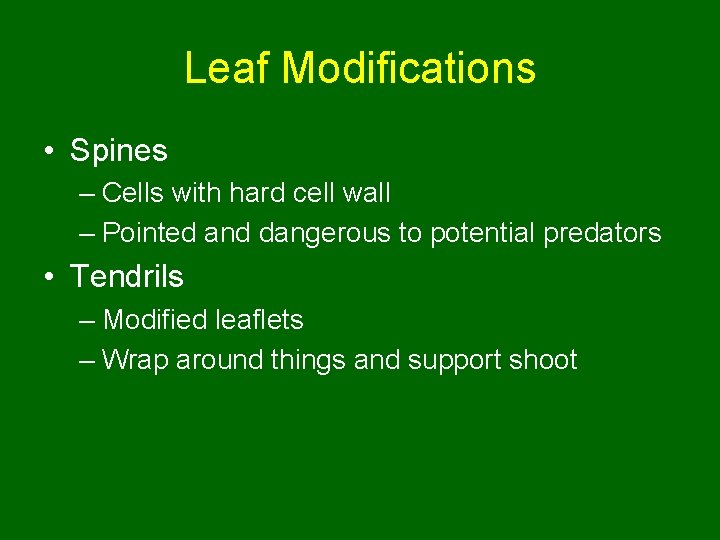 Leaf Modifications • Spines – Cells with hard cell wall – Pointed and dangerous