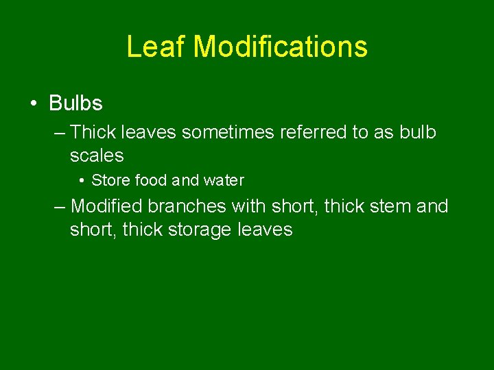 Leaf Modifications • Bulbs – Thick leaves sometimes referred to as bulb scales •