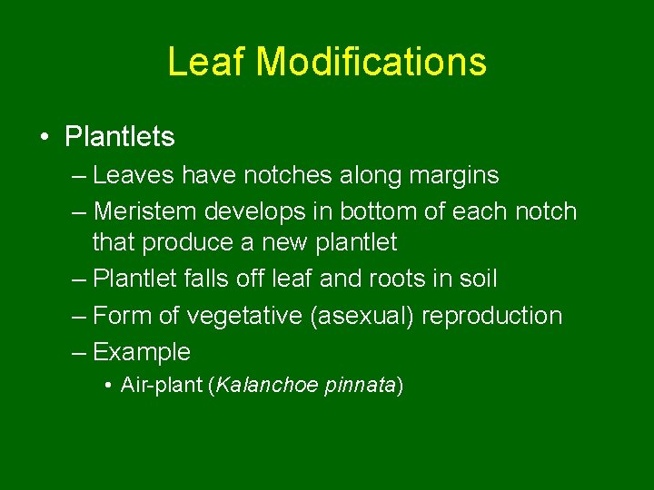 Leaf Modifications • Plantlets – Leaves have notches along margins – Meristem develops in