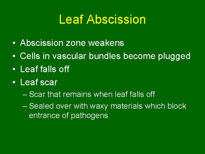 Leaf Abscission • • Abscission zone weakens Cells in vascular bundles become plugged Leaf