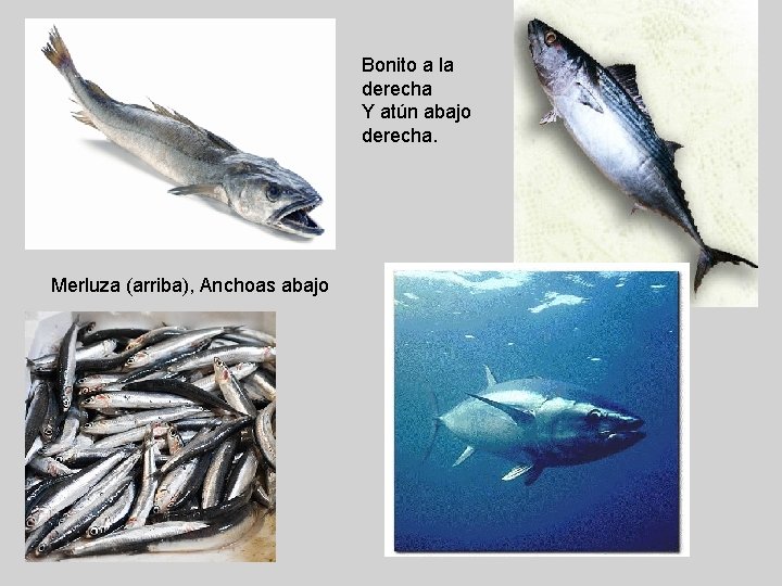 Bonito a la derecha Y atún abajo derecha. Merluza (arriba), Anchoas abajo 