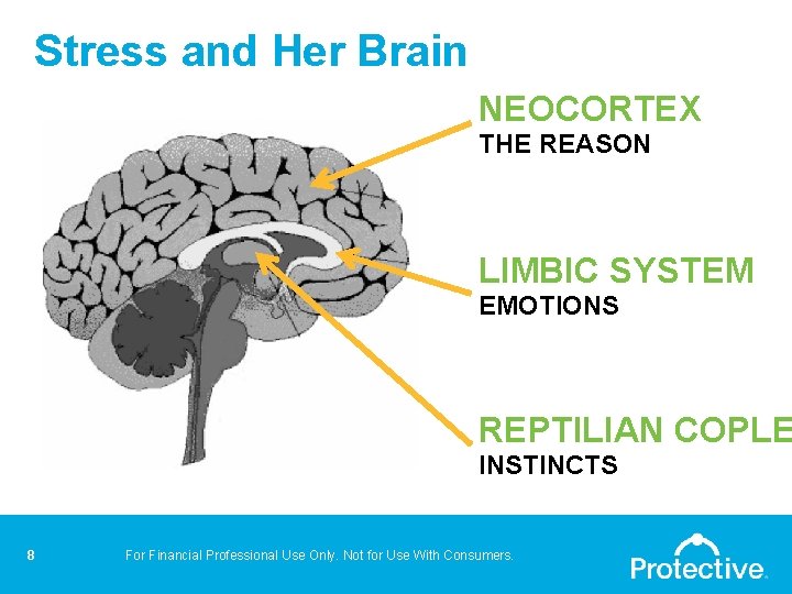 Stress and Her Brain NEOCORTEX THE REASON LIMBIC SYSTEM EMOTIONS REPTILIAN COPLE INSTINCTS 8