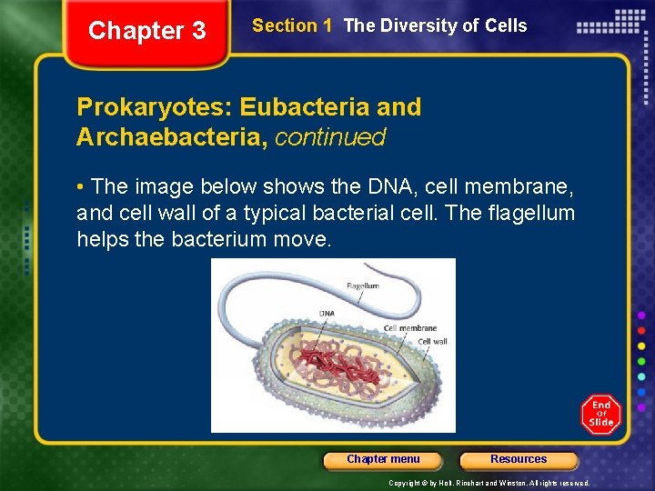 Chapter 3 Section 1 The Diversity of Cells Prokaryotes: Eubacteria and Archaebacteria, continued •