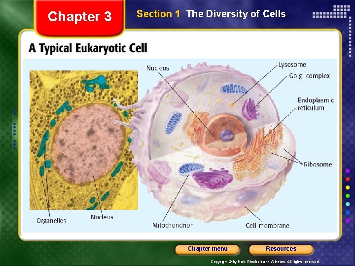 Chapter 3 Section 1 The Diversity of Cells Chapter menu Resources Copyright © by