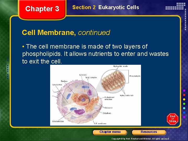 Chapter 3 Section 2 Eukaryotic Cells Cell Membrane, continued • The cell membrane is
