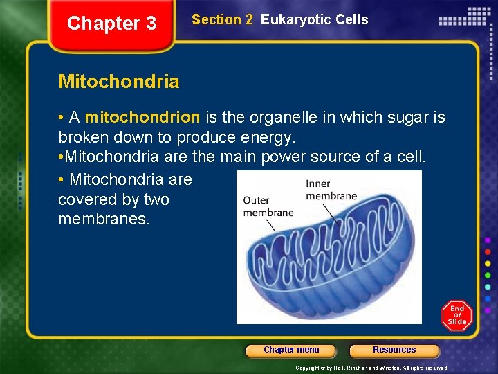 Chapter 3 Section 2 Eukaryotic Cells Mitochondria • A mitochondrion is the organelle in