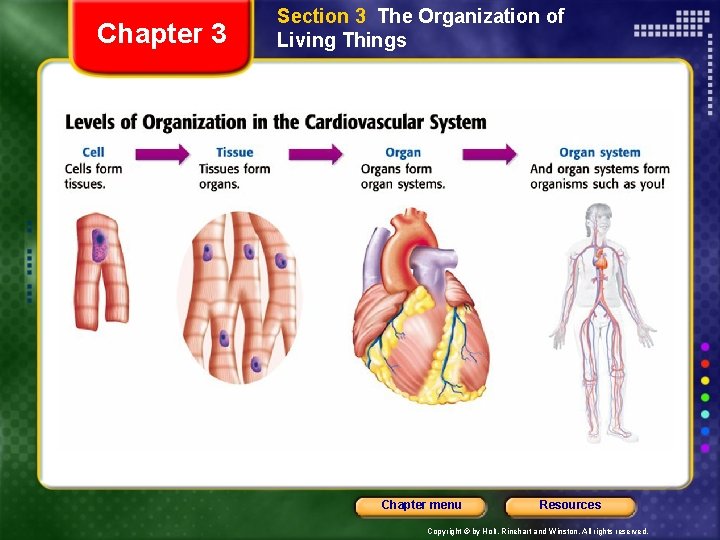 Chapter 3 Section 3 The Organization of Living Things Chapter menu Resources Copyright ©