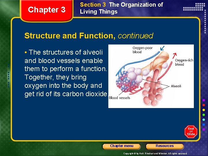 Chapter 3 Section 3 The Organization of Living Things Structure and Function, continued •