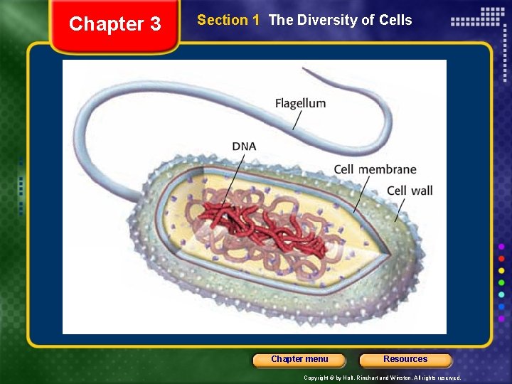 Chapter 3 Section 1 The Diversity of Cells Chapter menu Resources Copyright © by