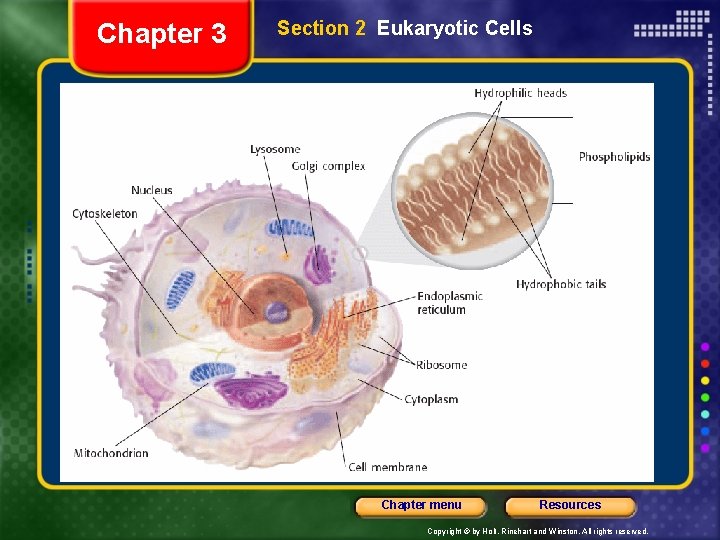 Chapter 3 Section 2 Eukaryotic Cells Chapter menu Resources Copyright © by Holt, Rinehart