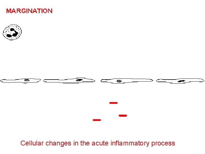 Cellular changes in the acute inflammatory process 