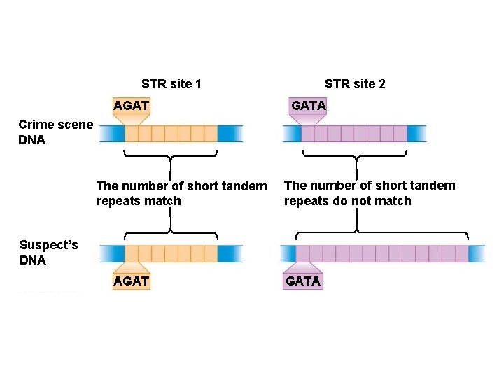 introduction dna technologies affect