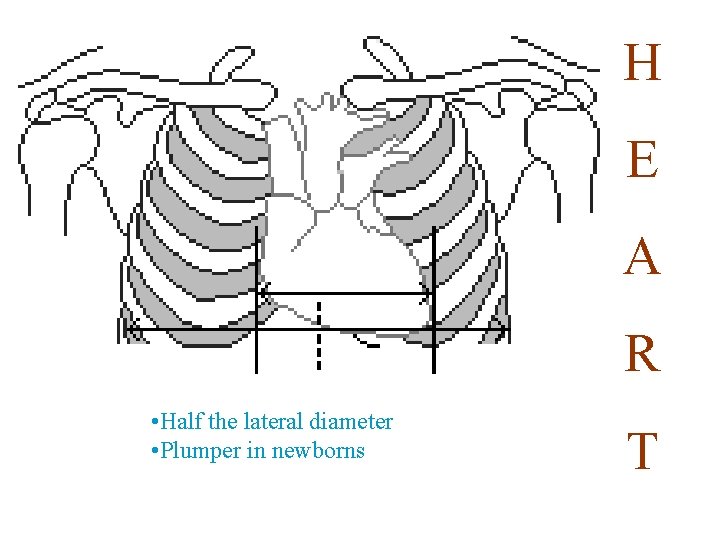 H E A R • Half the lateral diameter • Plumper in newborns T H E A R • Half the lateral diameter • Plumper in newborns T