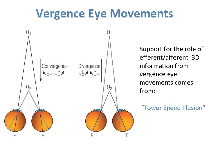 Vergence Eye Movements Support for the role of efferent/afferent 3 D information from vergence Vergence Eye Movements Support for the role of efferent/afferent 3 D information from vergence