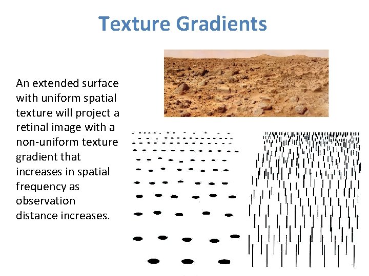 Texture Gradients An extended surface with uniform spatial texture will project a retinal image Texture Gradients An extended surface with uniform spatial texture will project a retinal image