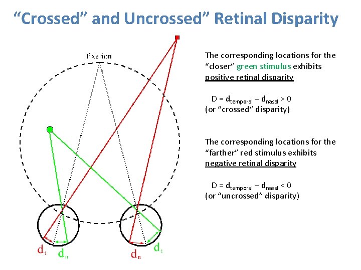 “Crossed” and Uncrossed” Retinal Disparity The corresponding locations for the “closer” green stimulus exhibits “Crossed” and Uncrossed” Retinal Disparity The corresponding locations for the “closer” green stimulus exhibits