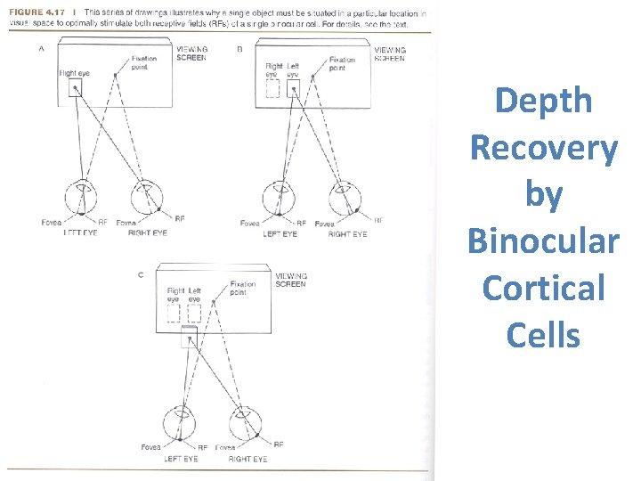 Depth Recovery by Binocular Cortical Cells Depth Recovery by Binocular Cortical Cells