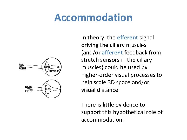 Accommodation In theory, the efferent signal driving the ciliary muscles (and/or afferent feedback from Accommodation In theory, the efferent signal driving the ciliary muscles (and/or afferent feedback from