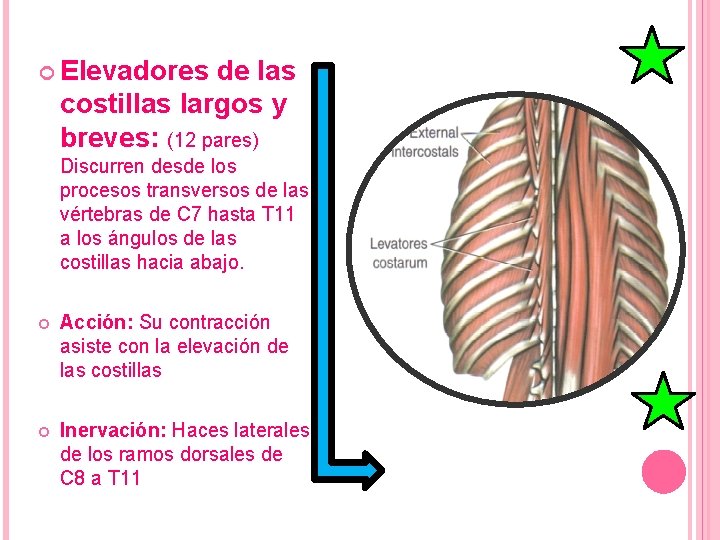  Elevadores de las costillas largos y breves: (12 pares) Discurren desde los procesos