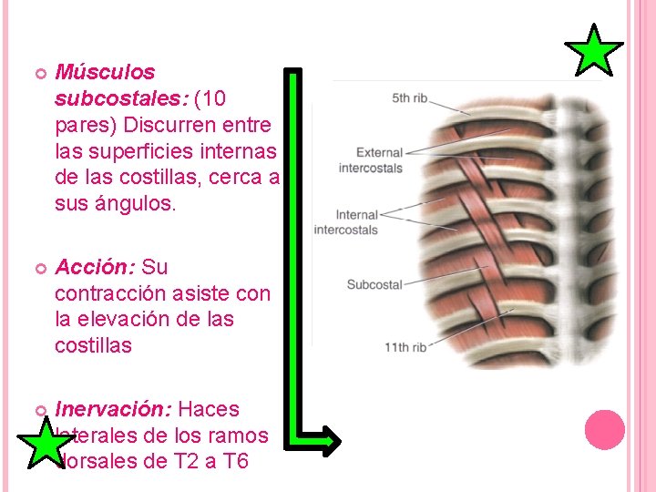  Músculos subcostales: (10 pares) Discurren entre las superficies internas de las costillas, cerca