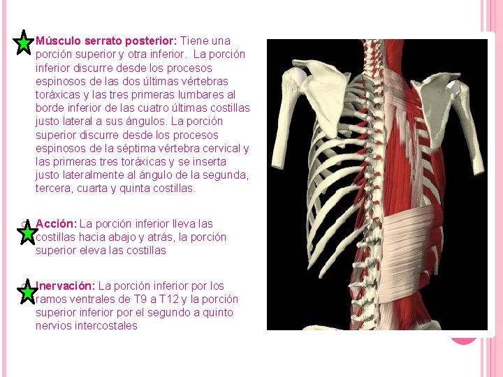 Músculo serrato posterior: Tiene una porción superior y otra inferior. La porción inferior Músculo serrato posterior: Tiene una porción superior y otra inferior. La porción inferior