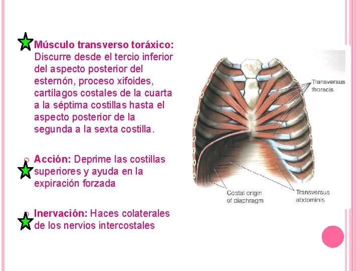  Músculo transverso toráxico: Discurre desde el tercio inferior del aspecto posterior del esternón,