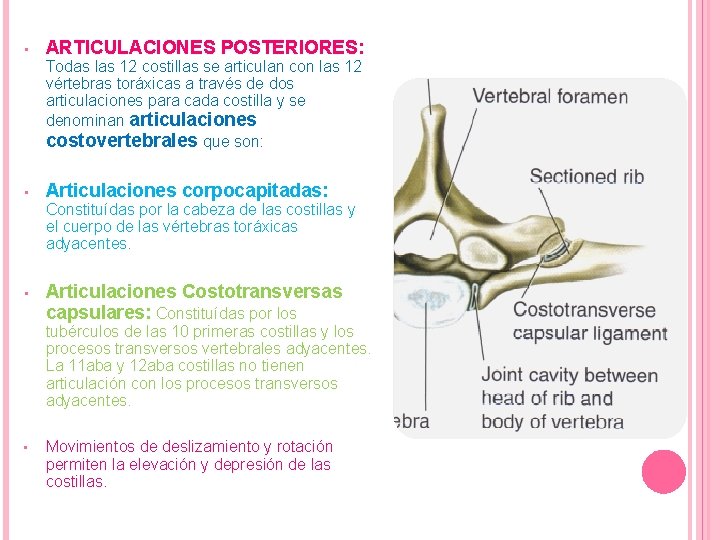  • ARTICULACIONES POSTERIORES: Todas las 12 costillas se articulan con las 12 vértebras