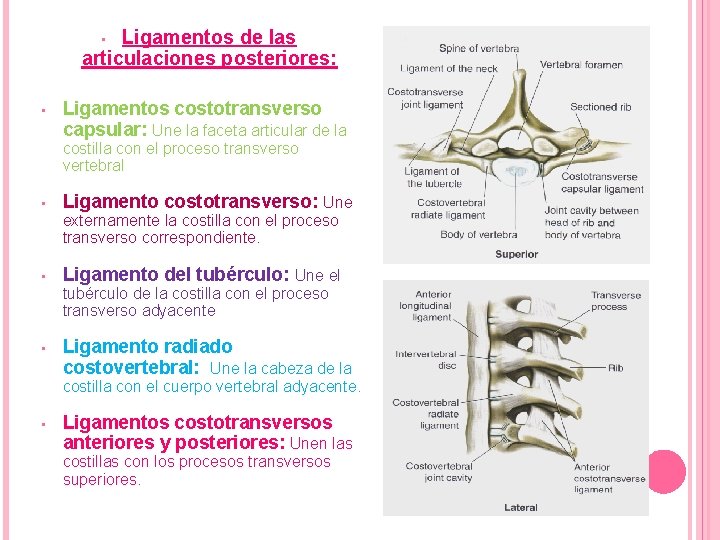 Ligamentos de las articulaciones posteriores: • • Ligamentos costotransverso capsular: Une la faceta articular