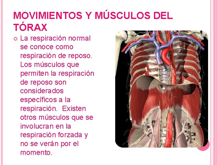 MOVIMIENTOS Y MÚSCULOS DEL TÓRAX La respiración normal se conoce como respiración de reposo.