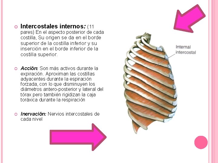  Intercostales internos: (11 pares) En el aspecto posterior de cada costilla, Su origen