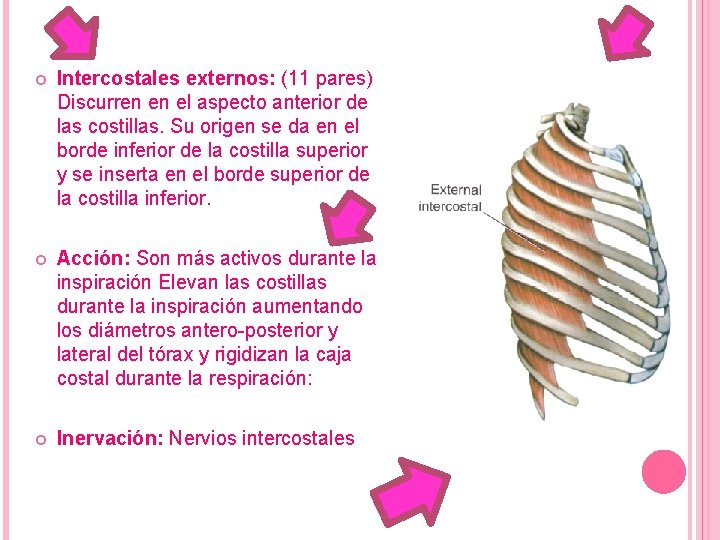  Intercostales externos: (11 pares) Discurren en el aspecto anterior de las costillas. Su