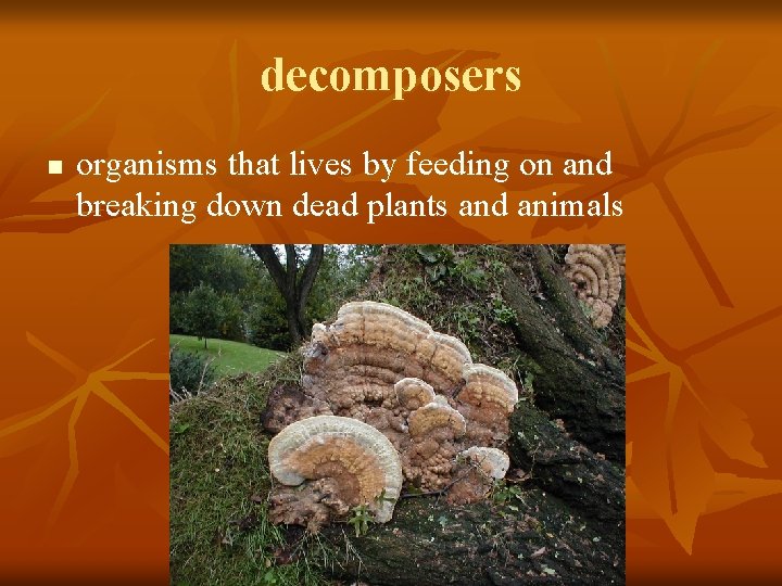 decomposers n organisms that lives by feeding on and breaking down dead plants and