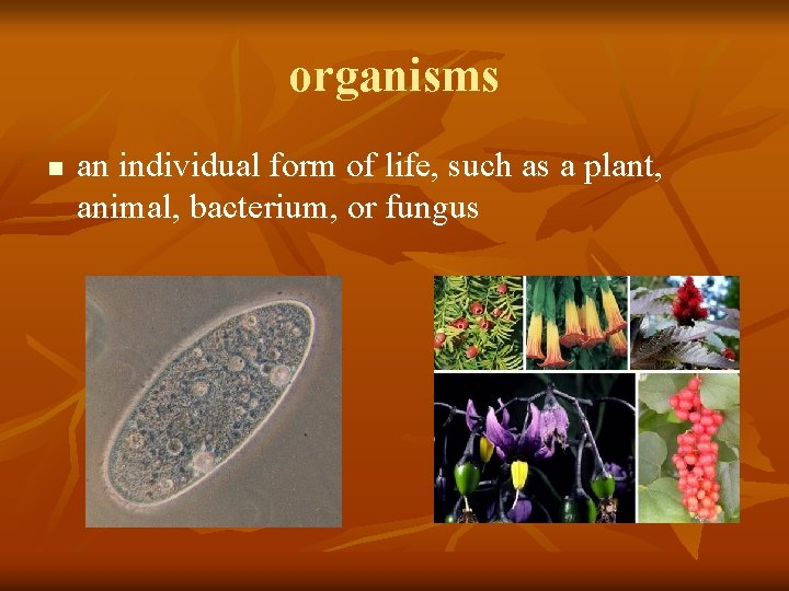 organisms n an individual form of life, such as a plant, animal, bacterium, or