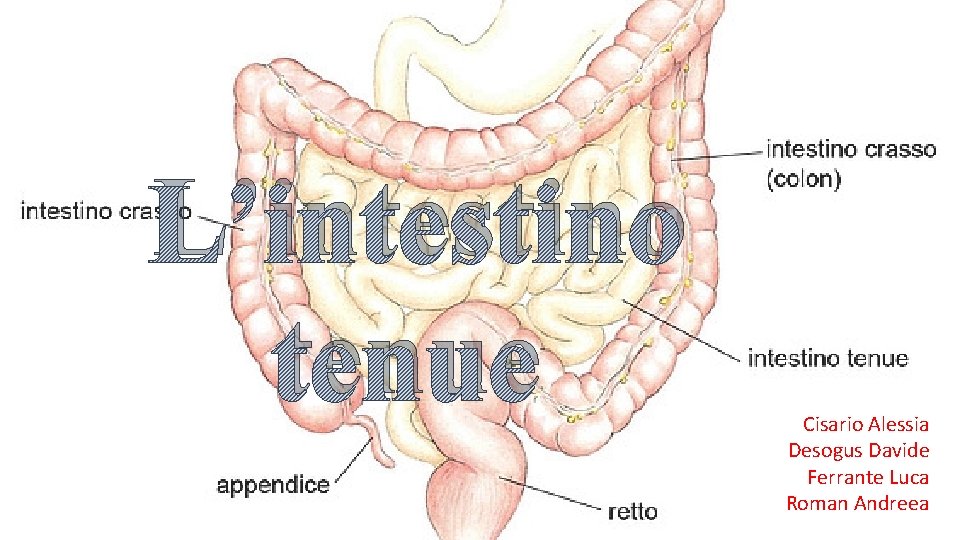 L’intestino tenue Cisario Alessia Desogus Davide Ferrante Luca Roman Andreea 