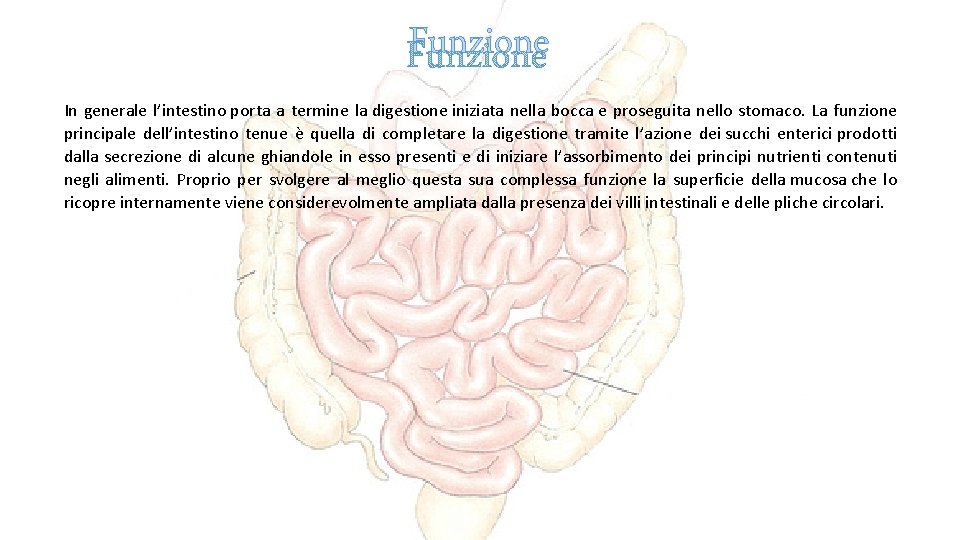 Funzione In generale l’intestino porta a termine la digestione iniziata nella bocca e proseguita