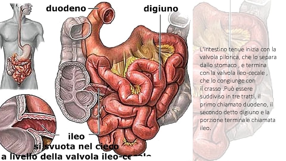 L'intestino tenue inizia con la valvola pilorica, che lo separa dallo stomaco , e