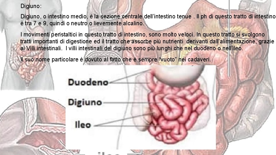 Digiuno: Digiuno, o intestino medio, è la sezione centrale dell’intestino tenue. Il ph di