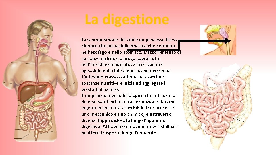 La digestione La scomposizione dei cibi è un processo fisicochimico che inizia dalla bocca