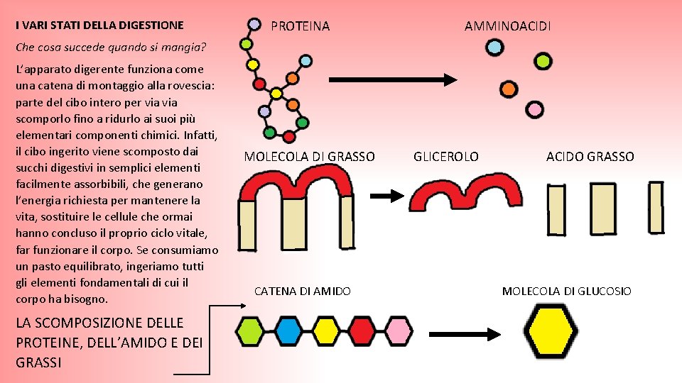 I VARI STATI DELLA DIGESTIONE PROTEINA AMMINOACIDI Che cosa succede quando si mangia? L’apparato