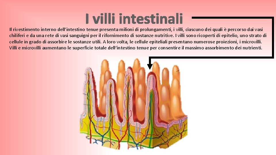 I villi intestinali Il rivestimento interno dell’intestino tenue presenta milioni di prolungamenti, i villi,