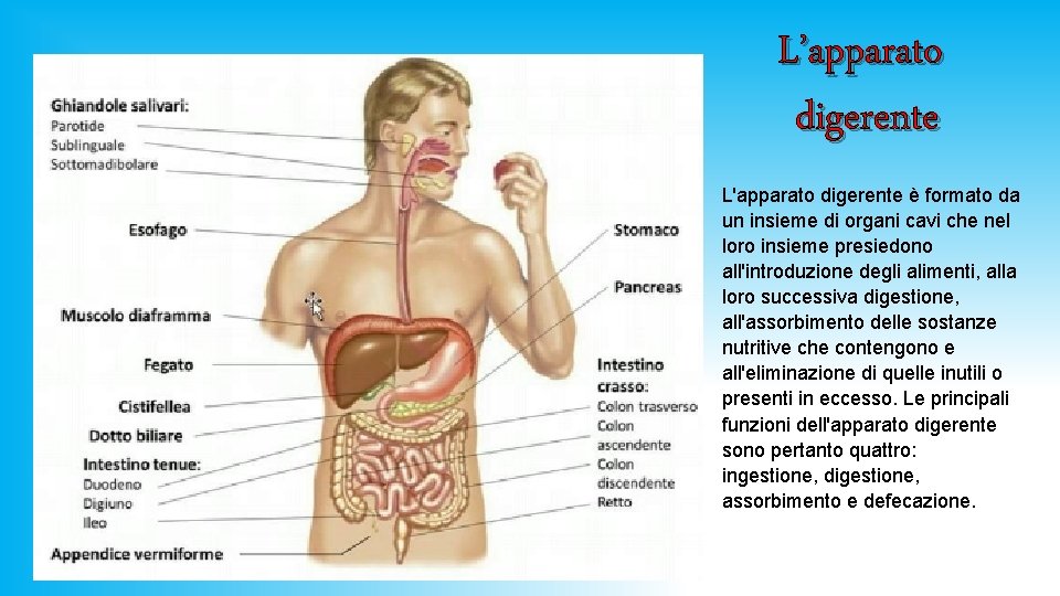 L’apparato digerente L'apparato digerente è formato da un insieme di organi cavi che nel