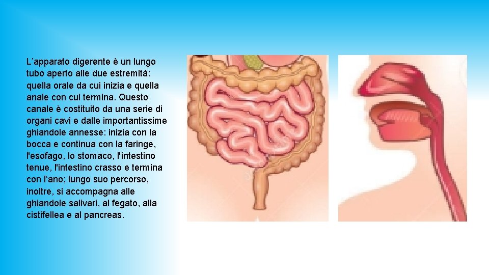 L’apparato digerente è un lungo tubo aperto alle due estremità: quella orale da cui