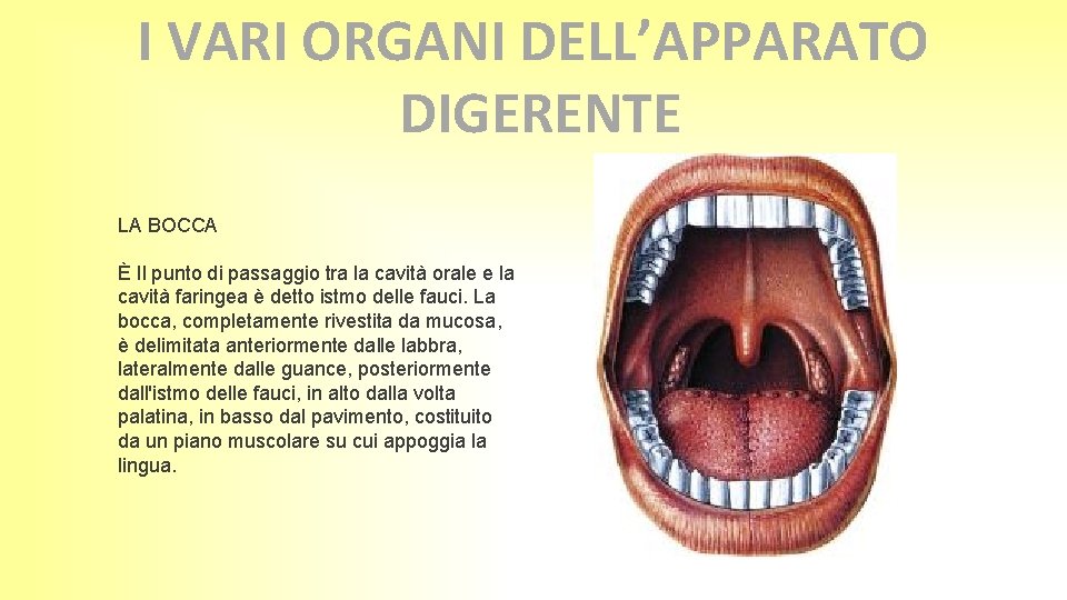I VARI ORGANI DELL’APPARATO DIGERENTE LA BOCCA È Il punto di passaggio tra la