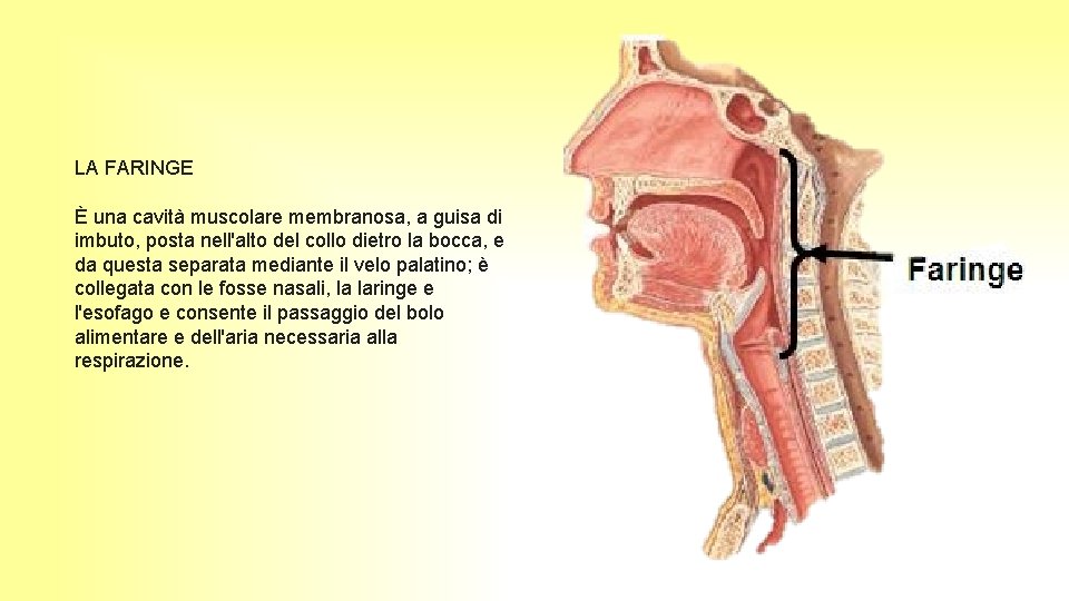 LA FARINGE È una cavità muscolare membranosa, a guisa di imbuto, posta nell'alto del