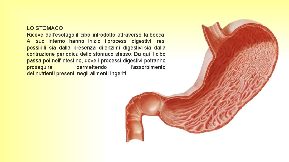 LO STOMACO Riceve dall'esofago il cibo introdotto attraverso la bocca. Al suo interno hanno