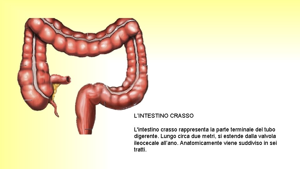 L’INTESTINO CRASSO L'intestino crasso rappresenta la parte terminale del tubo digerente. Lungo circa due