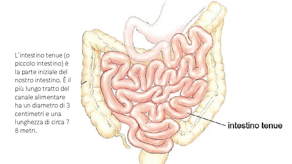 L’intestino tenue (o piccolo intestino) è la parte iniziale del nostro intestino. È il