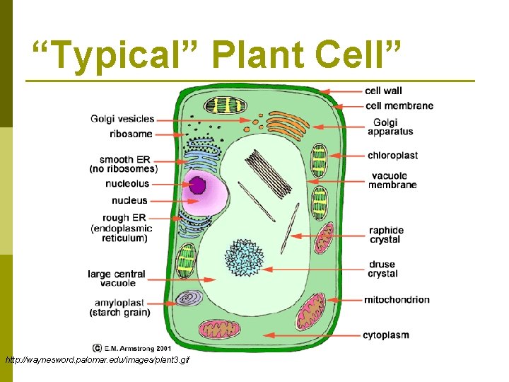 “Typical” Plant Cell” http: //waynesword. palomar. edu/images/plant 3. gif 